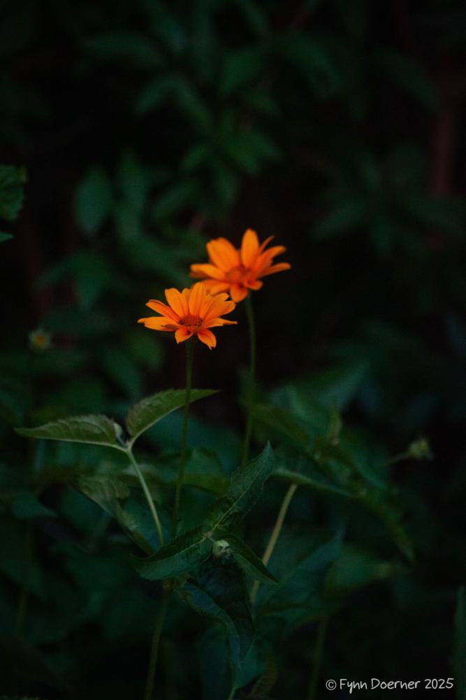Foto-FD-03